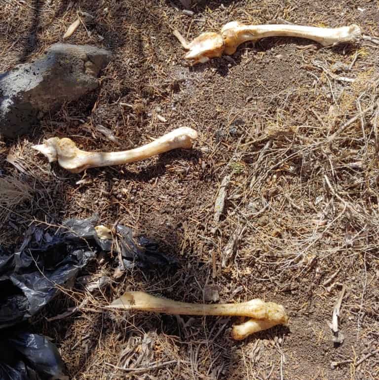 bones at oregon camp site