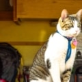 cat-sitting-on-camp-stove
