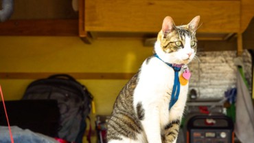 cat-sitting-on-camp-stove