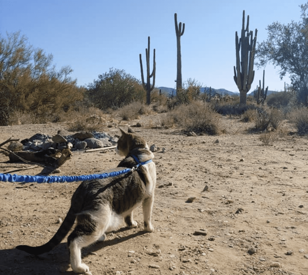 van-life-cat-desert-harness