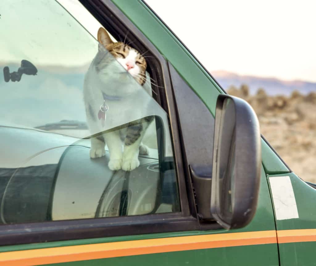 cat-van-life-poking-head-out-of-van