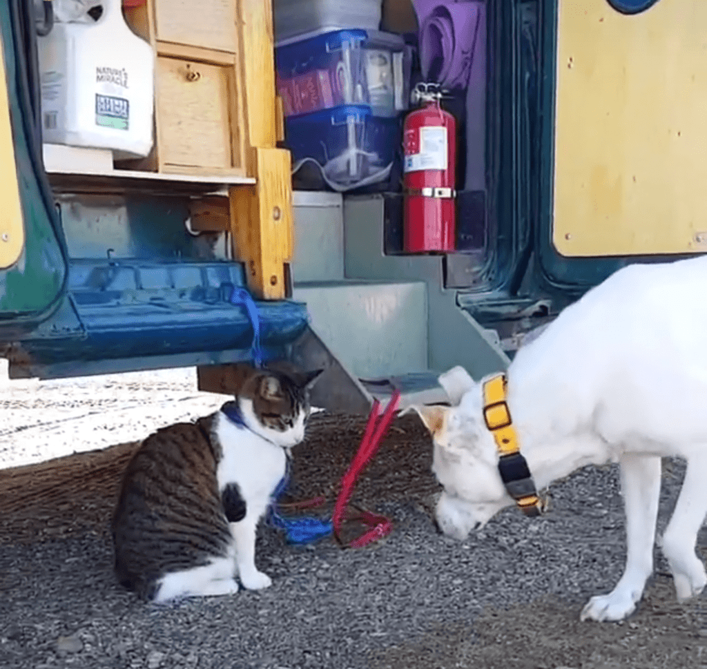van-life-cat-dog-meet