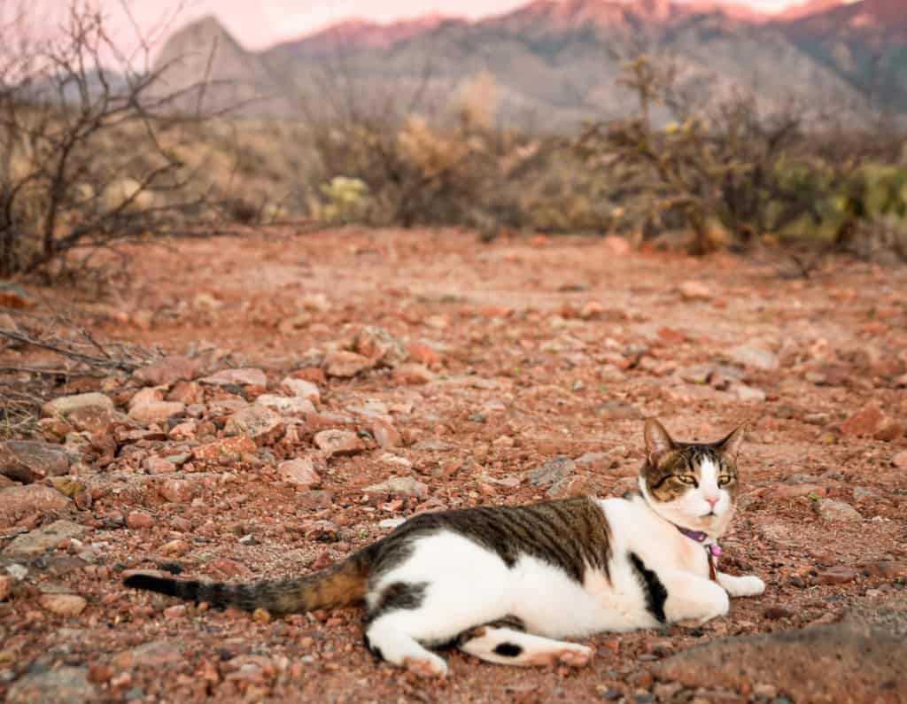 vanlife-with-a-cat-sunset-desert