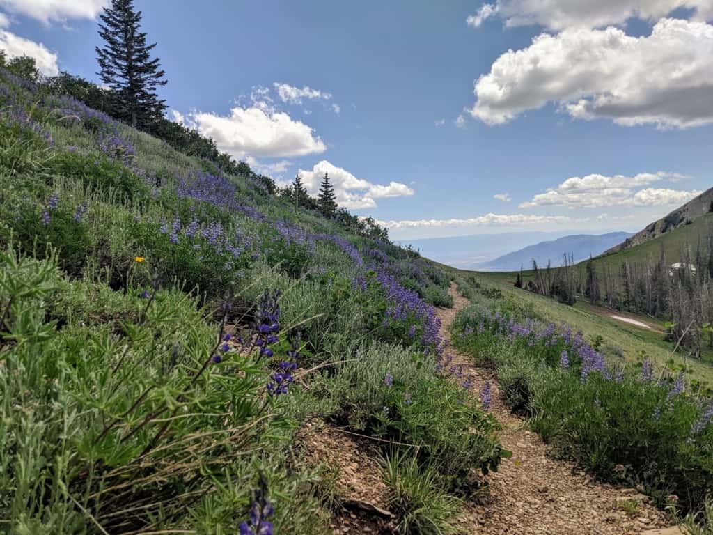 green meadow mt nebo utah