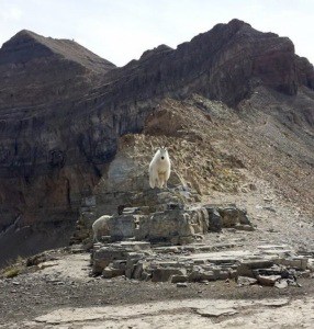 mountain-goat-timpanogos-saddle