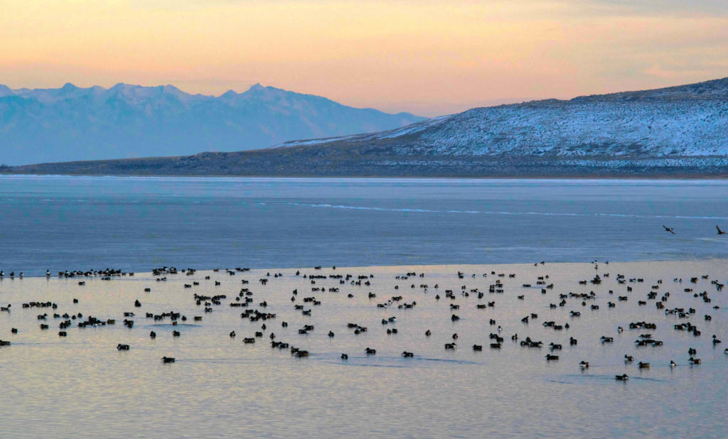 waterfowl-antelope-island