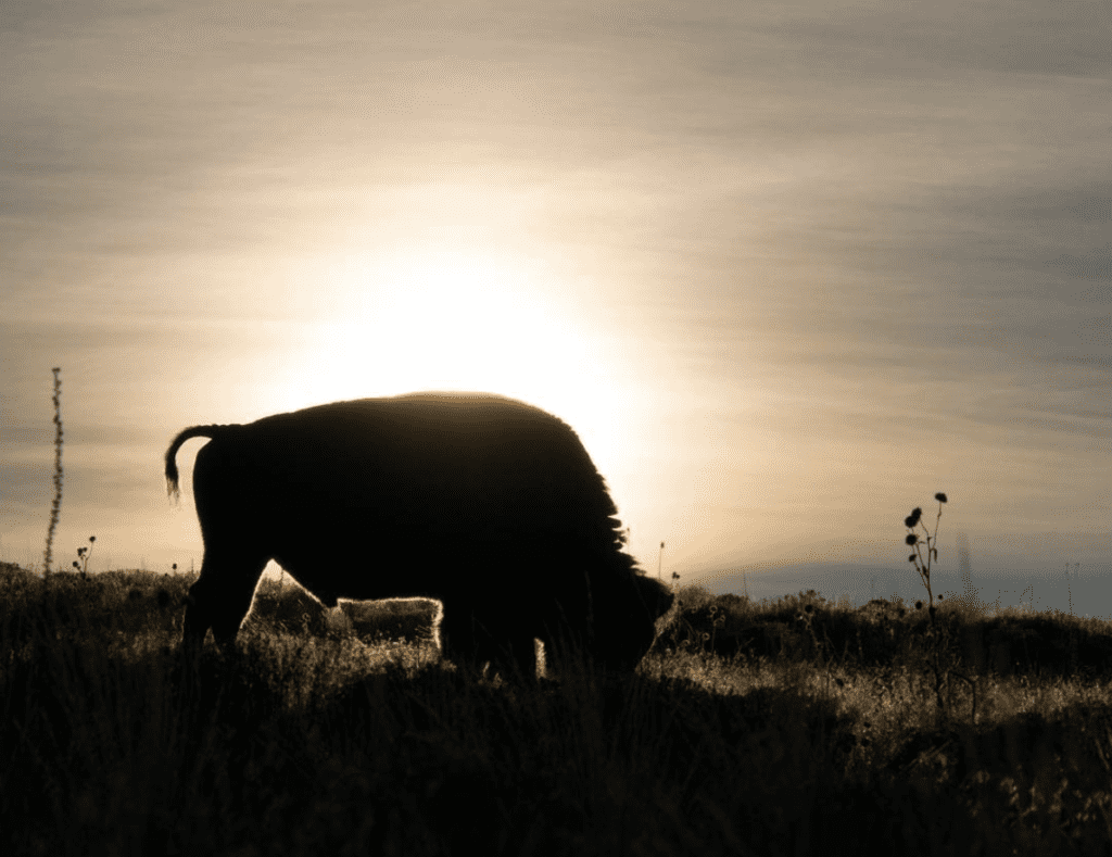 american-bison