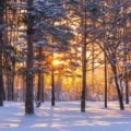 van-life-winter-snowy-trees-sunrise