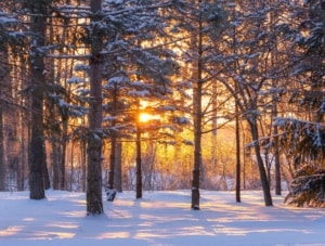 van-life-winter-snowy-trees-sunrise
