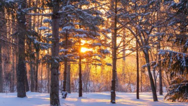 van-life-winter-snowy-trees-sunrise