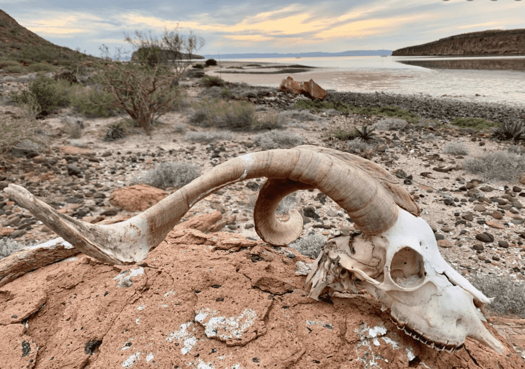 skull-on-beach-baja-mexico