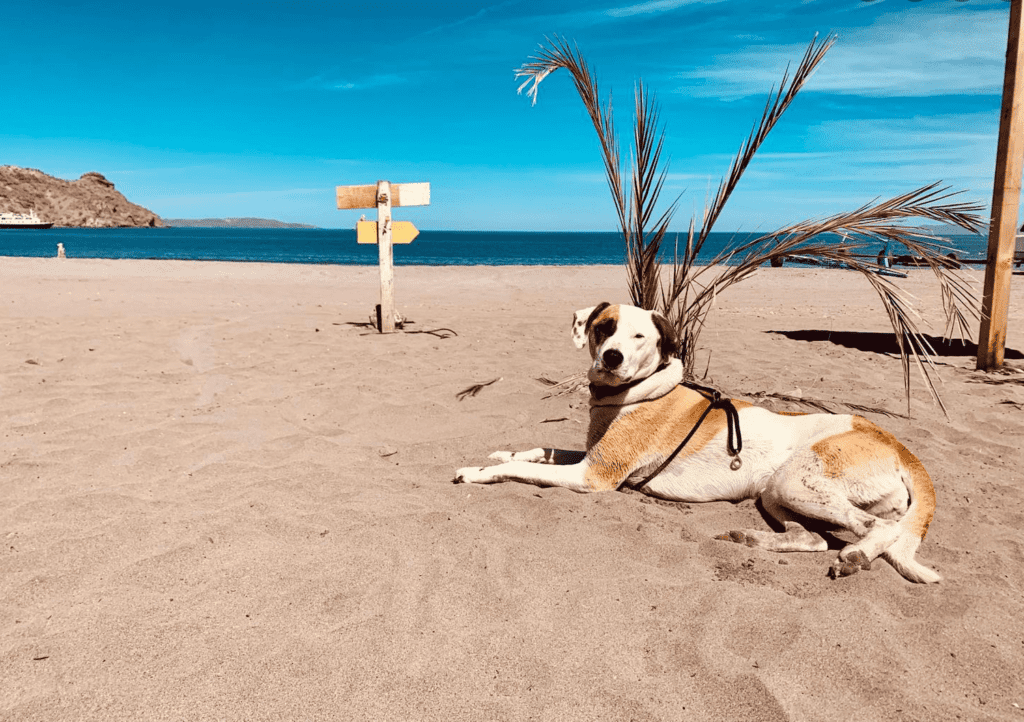 mexico-overlanding-dog-on-beach