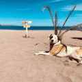 mexico-overlanding-dog-on-beach