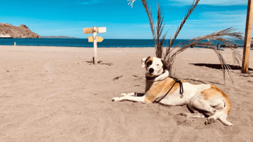 mexico-overlanding-dog-on-beach