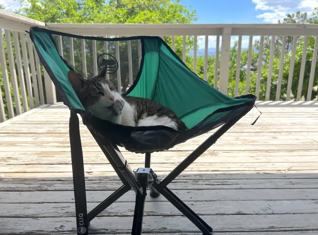 cat-in-cliq-chair