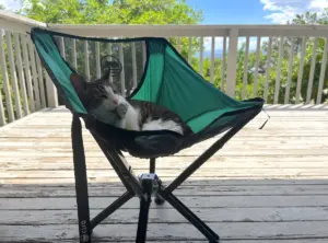 cat-in-cliq-chair