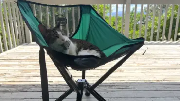 cat-in-cliq-chair