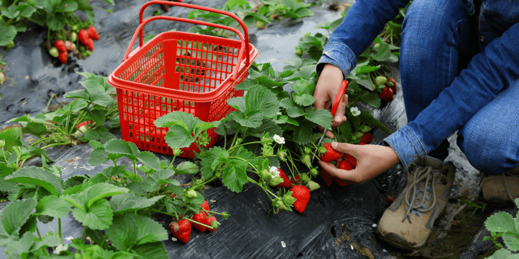 fruit-picker-seasonal-job