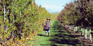 seasonal-summer-jobs-feature-apple-picking