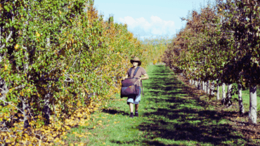 seasonal-summer-jobs-feature-apple-picking