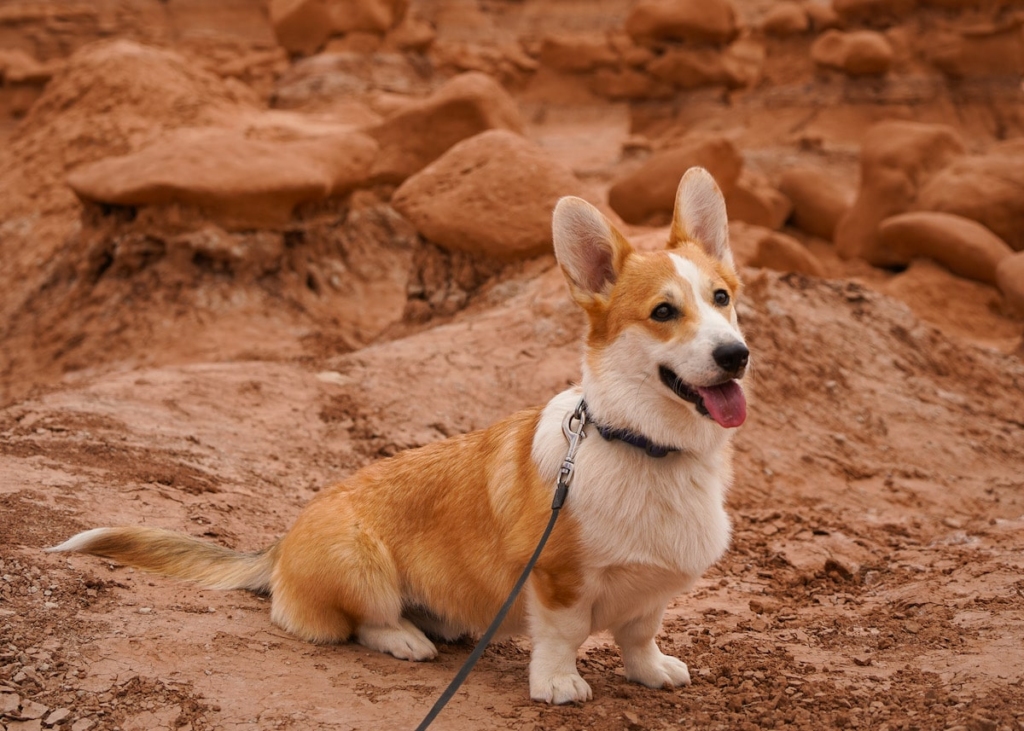 adventure-dog-corgi-in-desert-on-leash