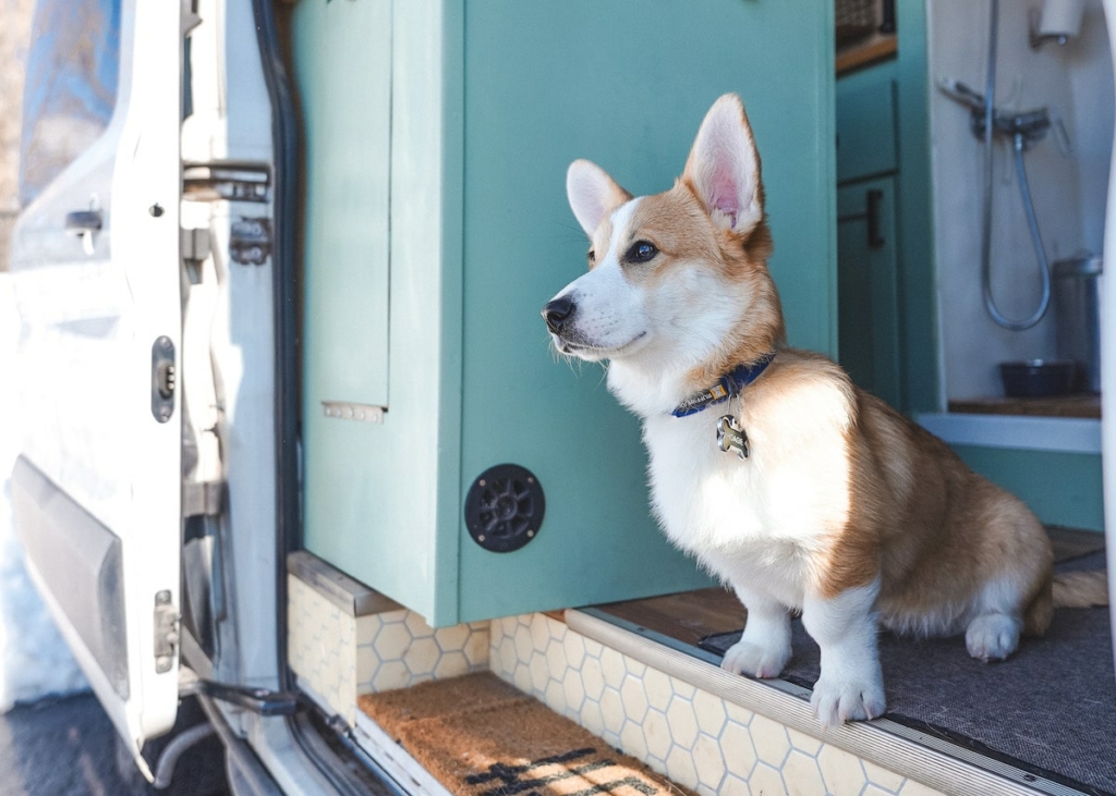 corgi-looking-out-camper-van-door