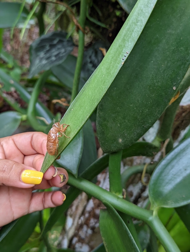 spice-farm-tour-bug-on-leaf