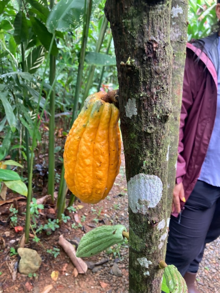 spice-farm-tour-squash-tree