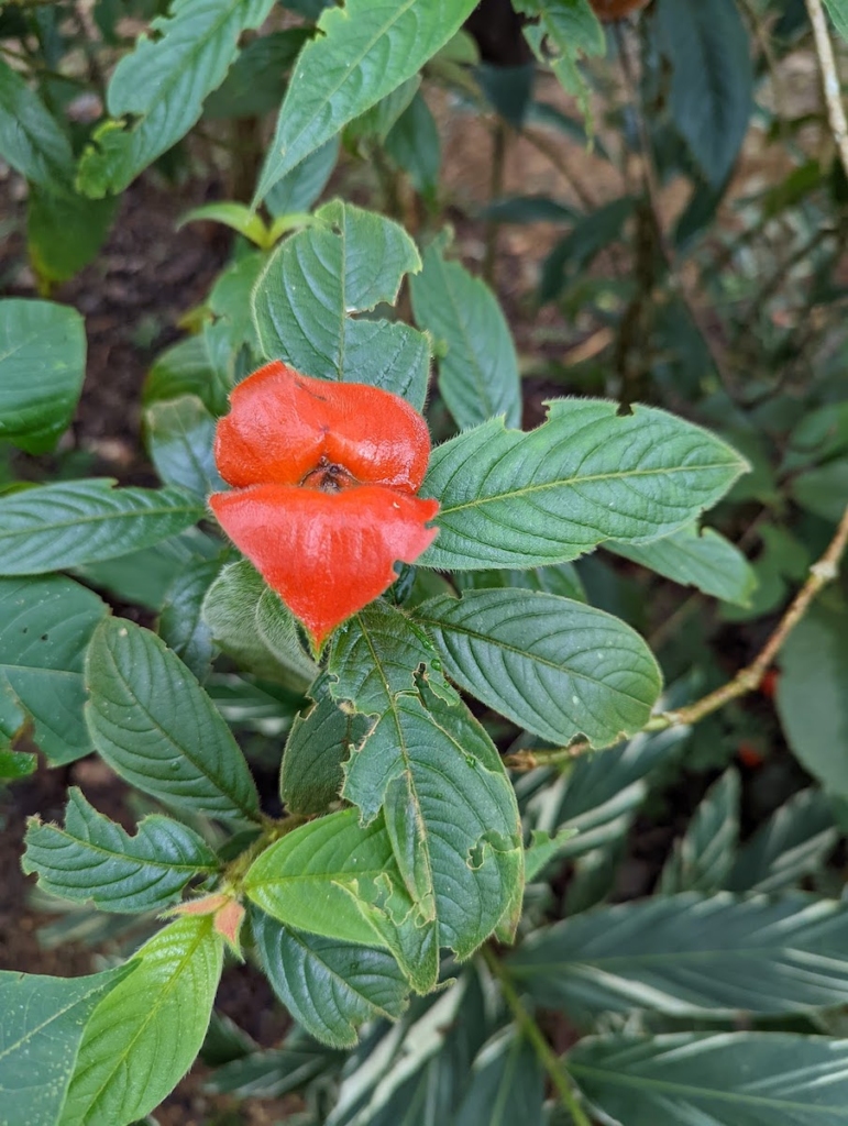 spice-farm-tour-vibrant-red-flower