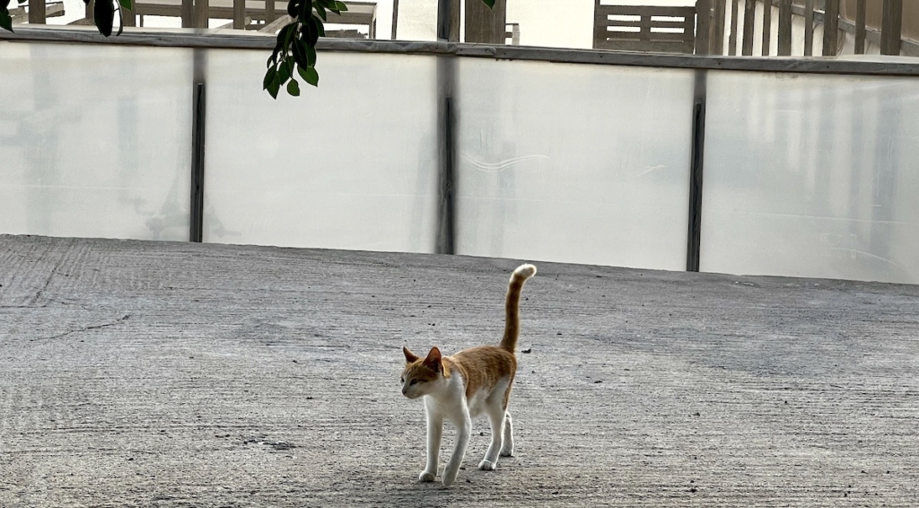 stray-cat-athens