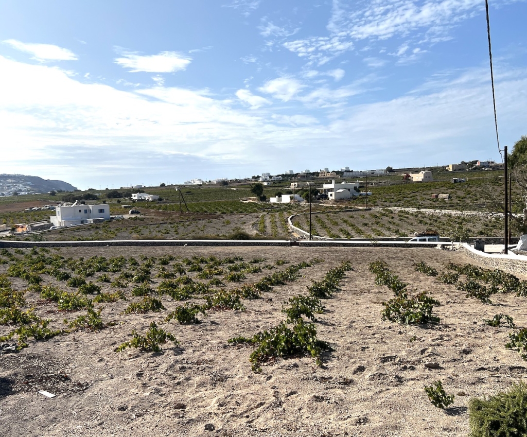 wine-vineyards-megalochori-santorini