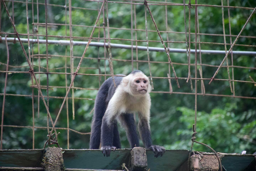 monkey-travel-south-america